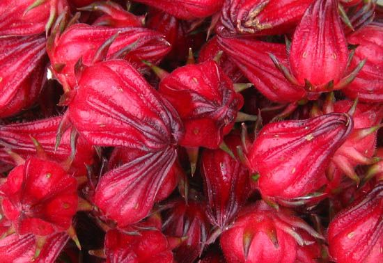 Hibiscus Flower Export